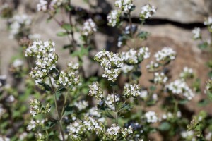 Origanum vulgare 9 cm Topf - Größe nach Saison