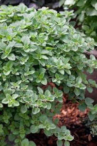 Origanum vulgare 9 cm Topf - Größe nach Saison