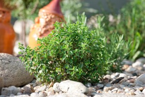 Origanum vulgare 9 cm Topf - Größe nach Saison