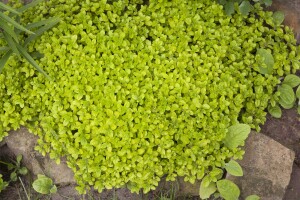 Origanum vulgare 9 cm Topf - Größe nach Saison