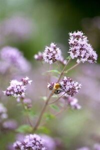 Origanum vulgare 9 cm Topf - Größe nach Saison