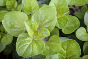 Origanum vulgare 9 cm Topf - Größe nach Saison