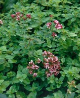 Origanum vulgare 9 cm Topf - Größe nach Saison