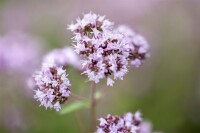 Origanum vulgare 9 cm Topf - Größe nach Saison