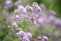 Origanum vulgare 9 cm Topf - Größe nach Saison