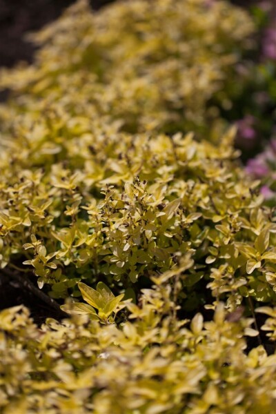 Origanum vulgare Aureum 9 cm Topf - Größe nach Saison