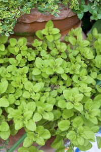 Origanum vulgare Aureum 9 cm Topf - Größe nach Saison