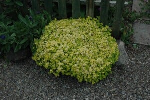 Origanum vulgare Aureum 9 cm Topf - Größe nach Saison