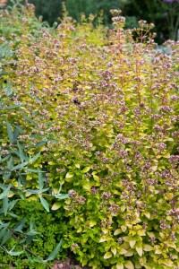 Origanum vulgare Aureum 9 cm Topf - Größe nach Saison