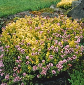 Origanum vulgare Aureum 9 cm Topf - Größe nach Saison