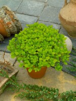 Origanum vulgare Aureum 9 cm Topf - Größe nach Saison