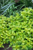 Origanum vulgare Aureum 9 cm Topf - Größe nach Saison