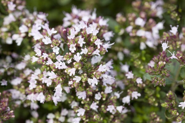 Origanum vulgare Compactum 9 cm Topf - Größe nach Saison