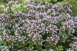 Origanum vulgare Compactum 9 cm Topf - Größe nach Saison