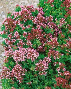 Origanum vulgare Compactum 9 cm Topf - Größe nach Saison