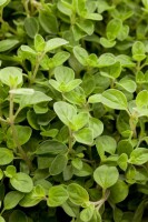 Origanum vulgare Compactum 9 cm Topf - Größe nach Saison