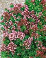 Origanum vulgare Compactum 9 cm Topf - Größe nach Saison