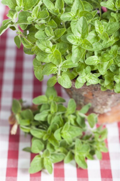 Origanum vulgare ssp.hirtum 9 cm Topf - Größe nach Saison