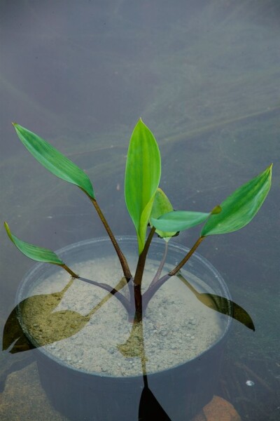 Orontium aquaticum 9 cm Topf - Größe nach Saison