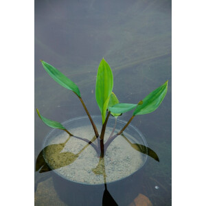 Orontium aquaticum 9 cm Topf - Größe nach Saison