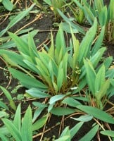 Orontium aquaticum 9 cm Topf - Größe nach Saison