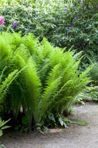 Osmunda cinnamomea 9 cm Topf - Größe nach Saison