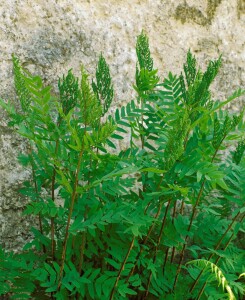 Osmunda regalis 9 cm Topf - Größe nach Saison