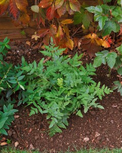 Osmunda regalis 9 cm Topf - Größe nach Saison