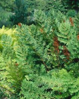 Osmunda regalis 9 cm Topf - Größe nach Saison