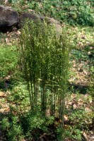 Osmunda regalis 9 cm Topf - Größe nach Saison