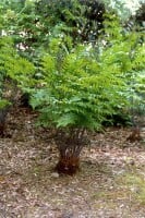 Osmunda regalis 9 cm Topf - Größe nach Saison