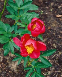 Paeonia lactiflora Flame C 3 (RoCo)