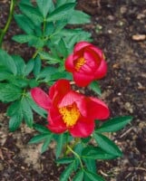 Paeonia lactiflora Flame C 3 (RoCo)