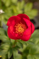 Paeonia lactiflora Flame C 3 (RoCo)