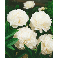 Paeonia lactiflora Shirley Temple C 3 (RoCo)