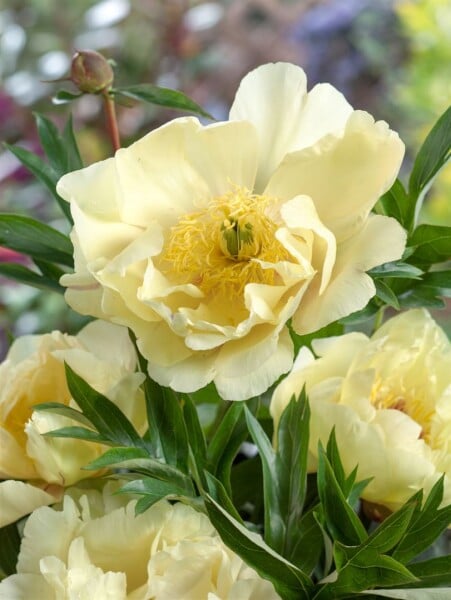 Paeonia mlokosewitschii 11 cm Topf - Größe nach Saison