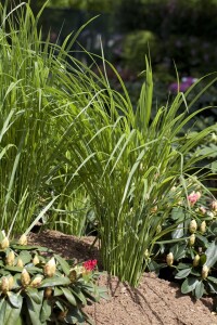 Panicum virgatum 9 cm Topf - Größe nach Saison