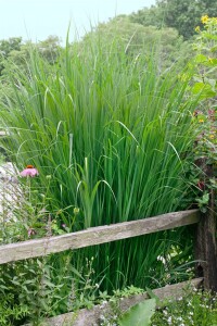 Panicum virgatum 9 cm Topf - Größe nach Saison