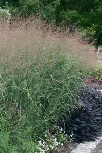 Panicum virgatum 9 cm Topf - Größe nach Saison