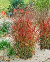 Panicum virgatum 9 cm Topf - Größe nach Saison