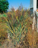 Panicum virgatum 9 cm Topf - Größe nach Saison