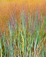 Panicum virgatum 9 cm Topf - Größe nach Saison