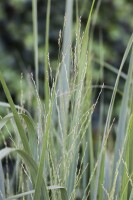 Panicum virgatum 9 cm Topf - Größe nach Saison