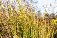 Panicum virgatum 9 cm Topf - Größe nach Saison