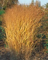 Panicum virgatum 9 cm Topf - Größe nach Saison