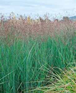 Panicum virgatum Heavy Metal 9 cm Topf - Größe nach Saison