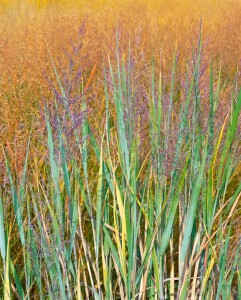 Panicum virgatum Heavy Metal 9 cm Topf - Größe nach Saison