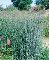 Panicum virgatum Heavy Metal 9 cm Topf - Größe nach Saison