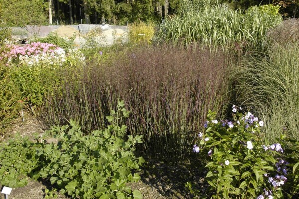 Panicum virgatum Heiliger Hain 9 cm Topf - Größe nach Saison