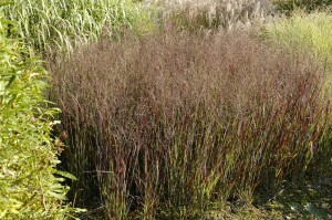 Panicum virgatum Heiliger Hain 9 cm Topf - Größe nach Saison